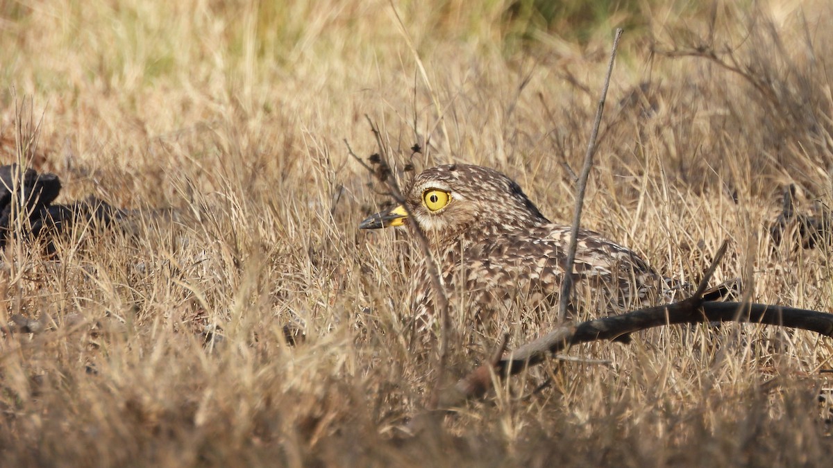 Spotted Thick-knee - ML642073343