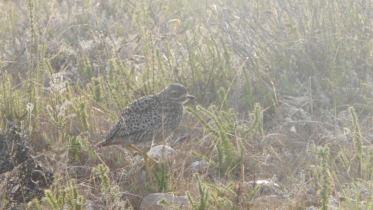 Spotted Thick-knee - ML642073344