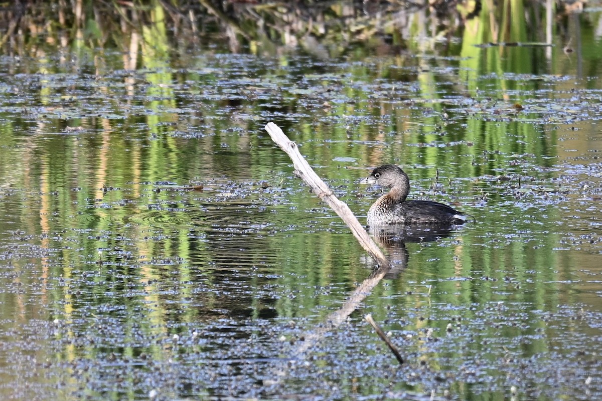 Pied-billed Grebe - ML642073347