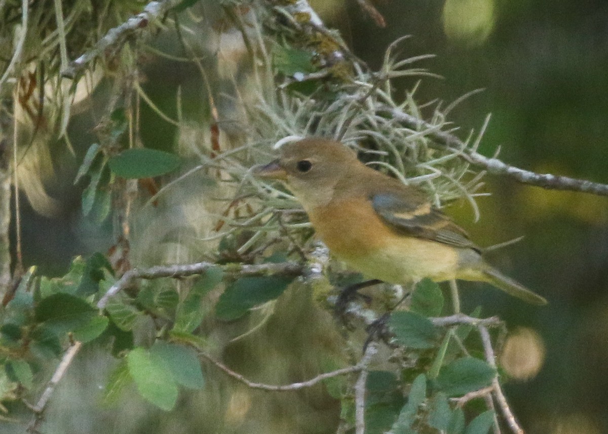 Lazuli Bunting - ML642073350