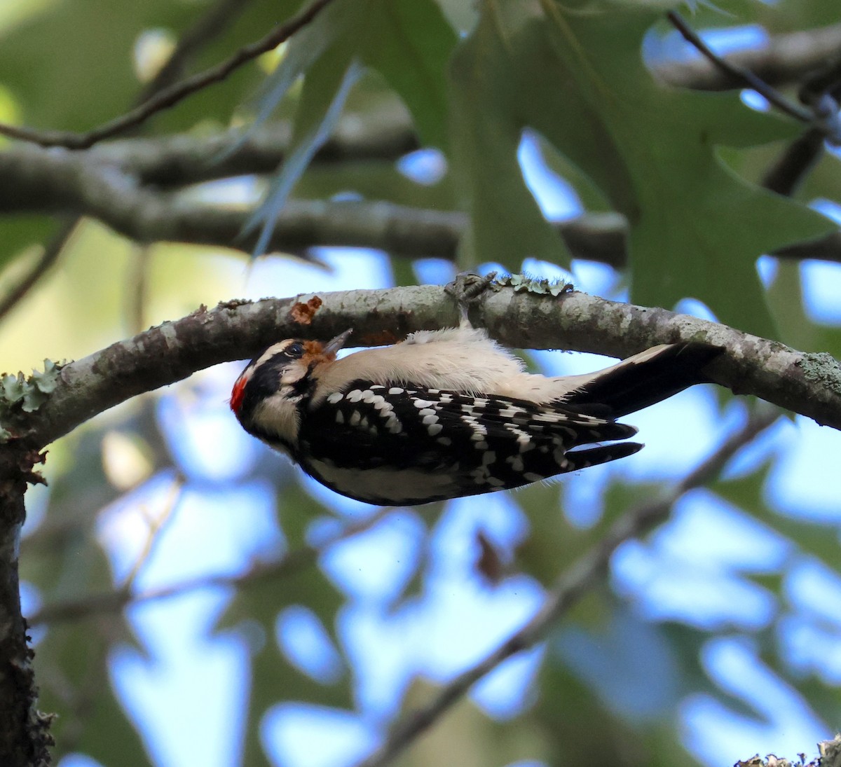 Downy Woodpecker - ML642073360