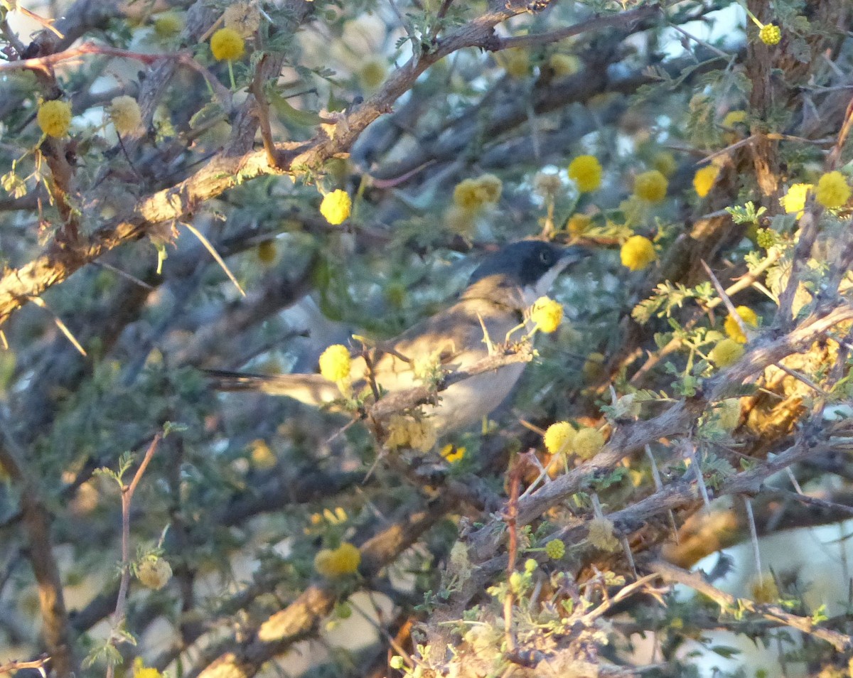 Western Orphean Warbler - ML642073362