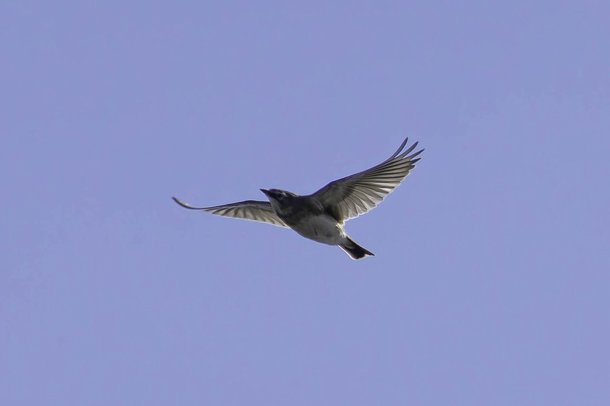 Horned Lark - ML642073365