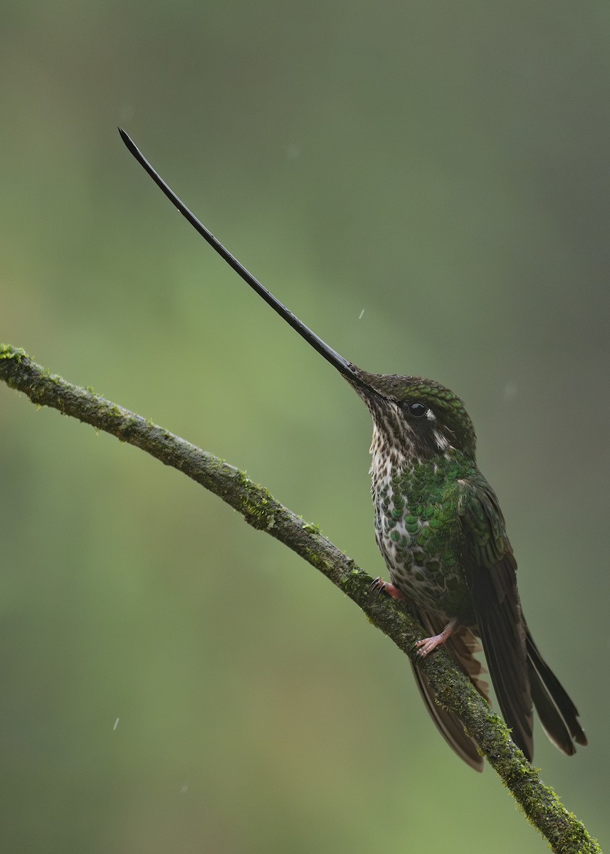 Sword-billed Hummingbird - ML642073379