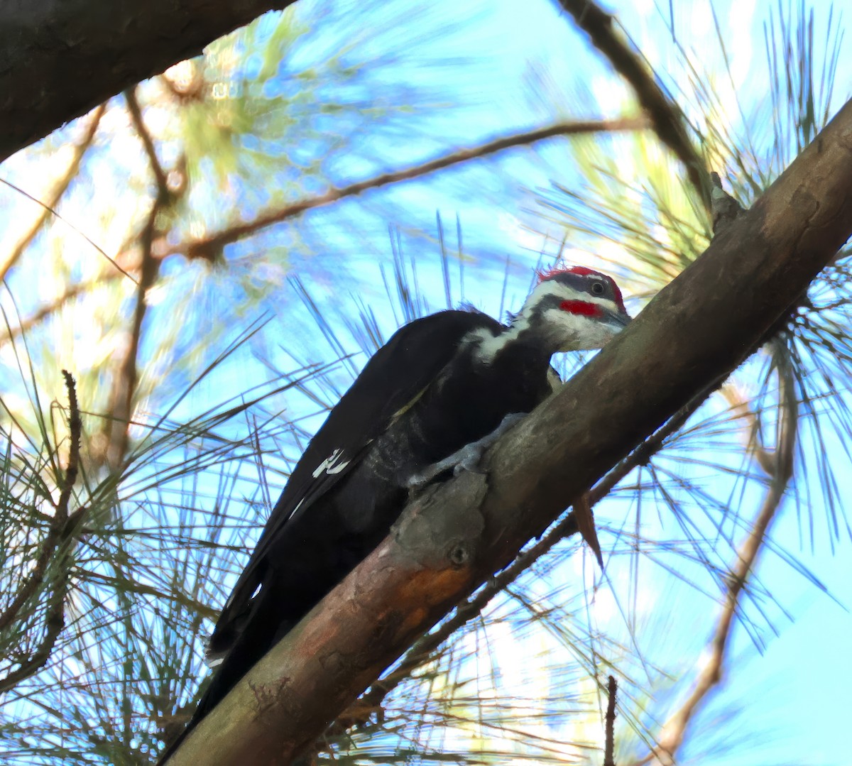Pileated Woodpecker - ML642073383