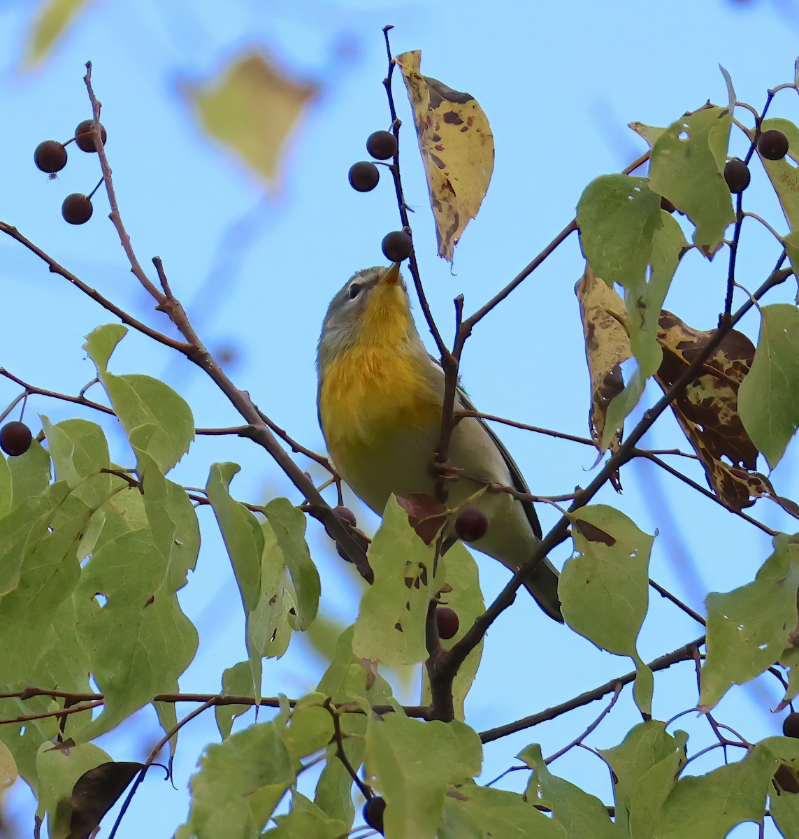 Northern Parula - ML642073407