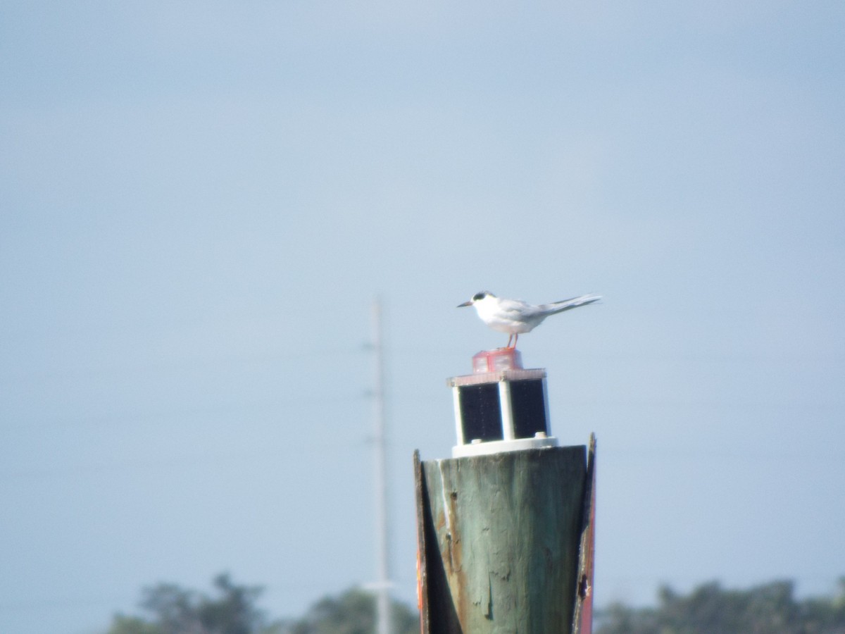 Forster's Tern - ML642073412