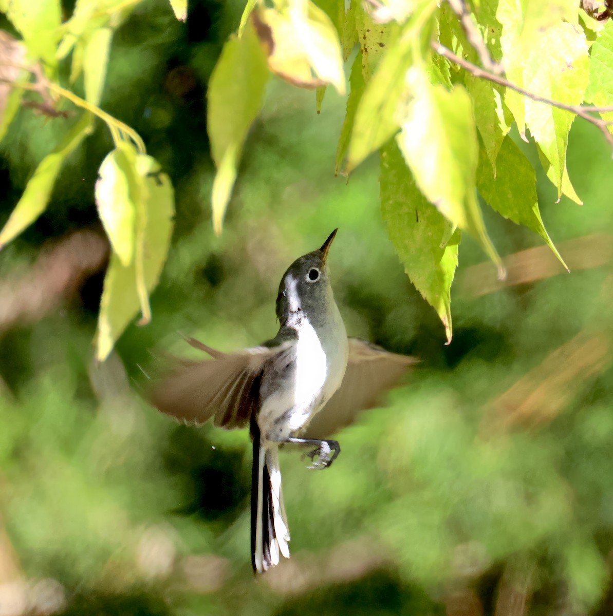Blue-gray Gnatcatcher - ML642073427