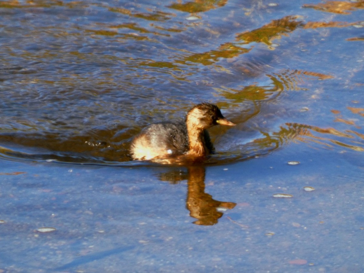 Little Grebe - ML642073450