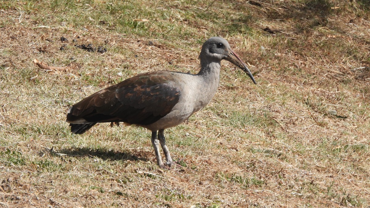Hadada Ibis - ML642073454
