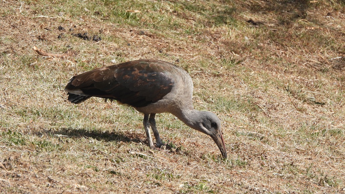 Hadada Ibis - ML642073455