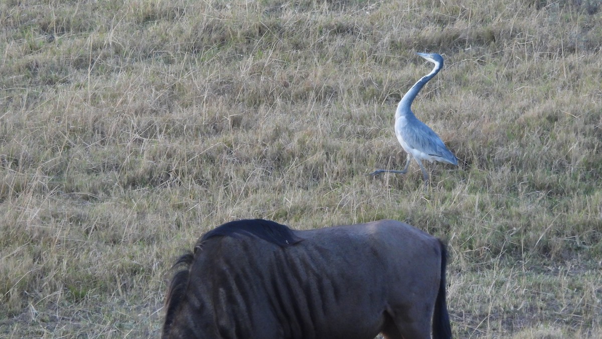 Black-headed Heron - ML642073466