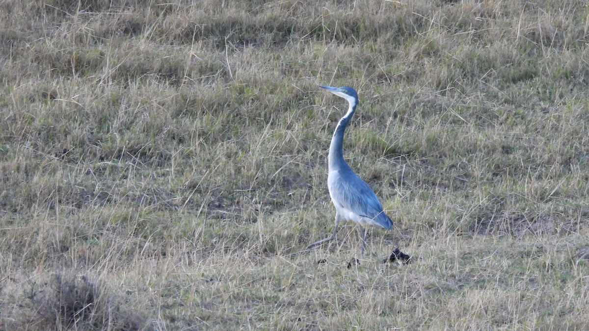 Black-headed Heron - ML642073467
