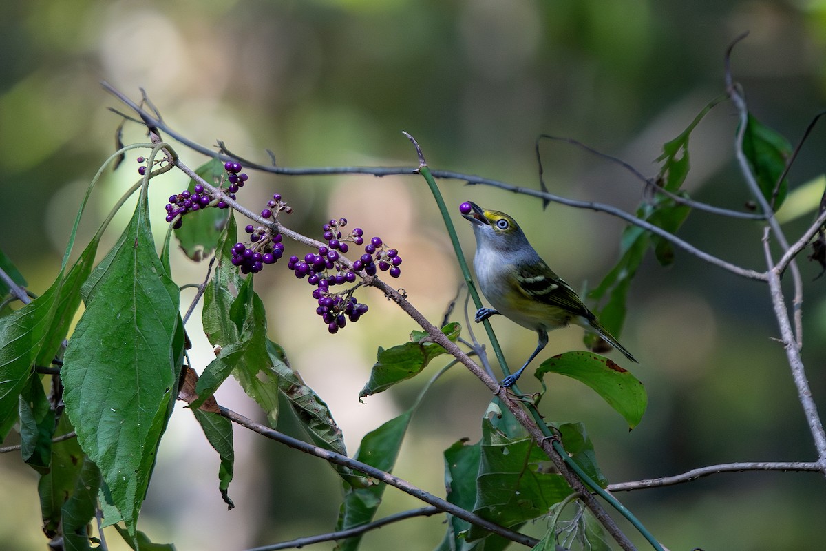 White-eyed Vireo - ML642073484