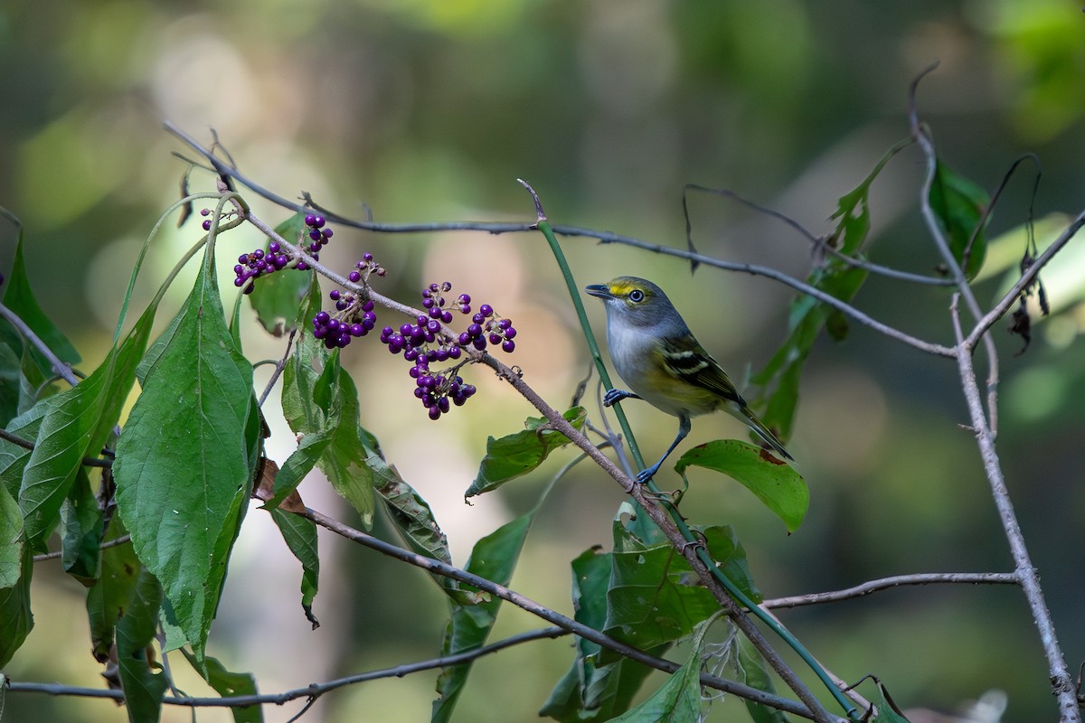 White-eyed Vireo - ML642073489