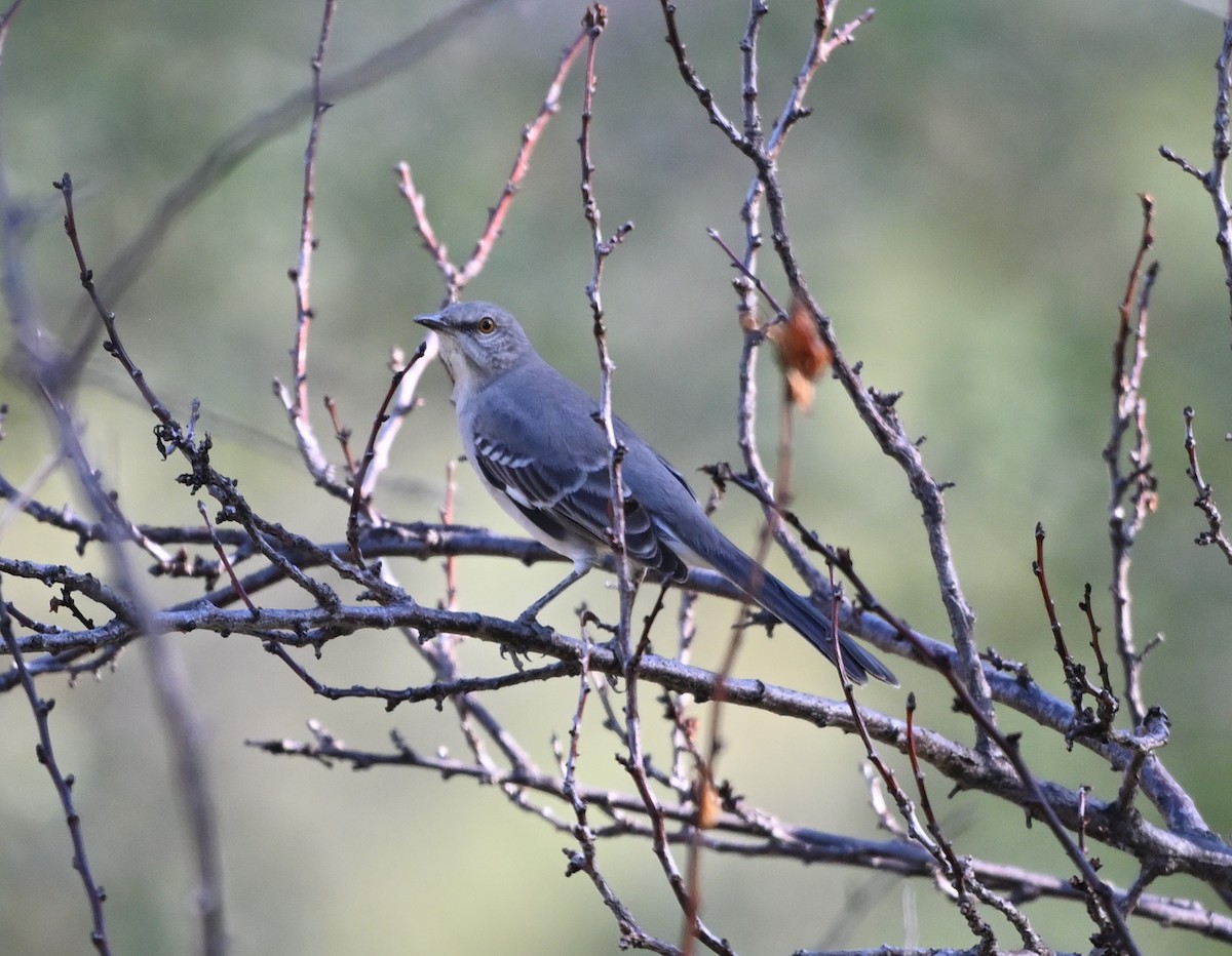 Northern Mockingbird - ML642073496