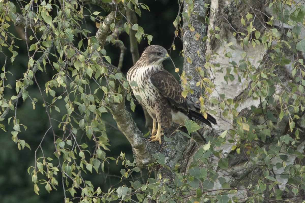 Buse variable - ML642073523