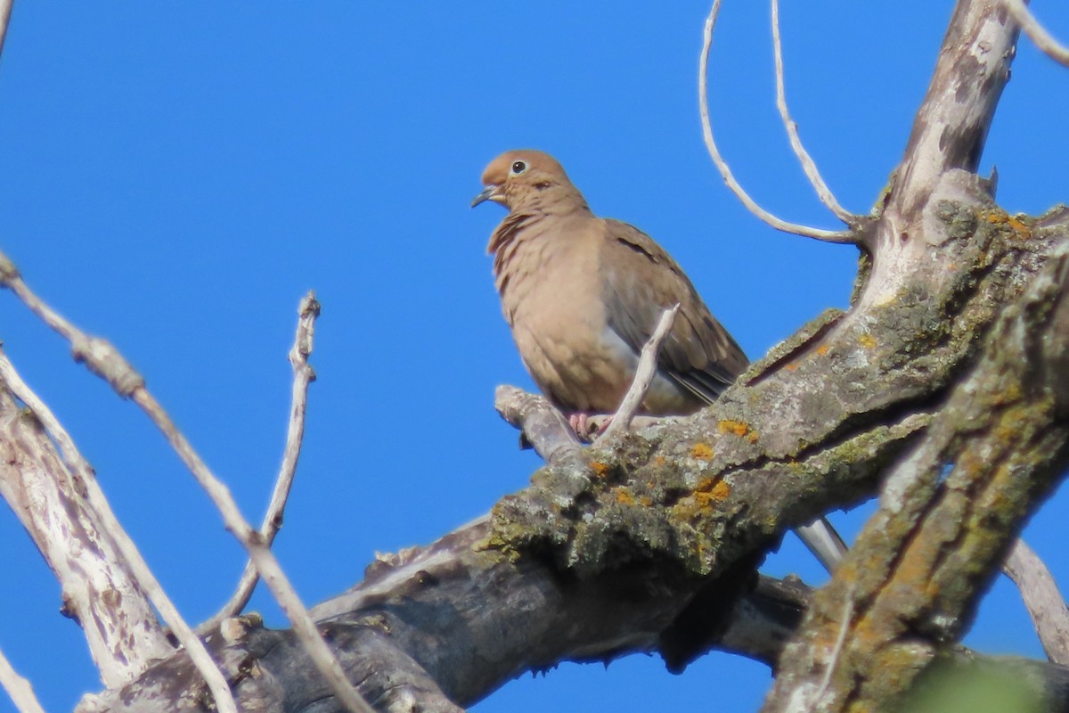 Mourning Dove - ML642073528