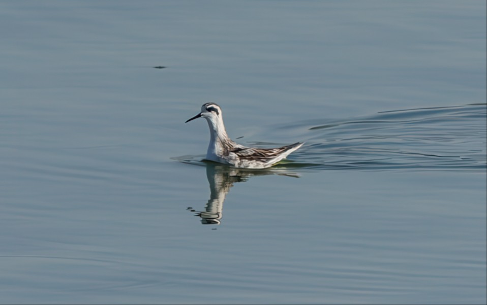 Red-necked Phalarope - ML642073533