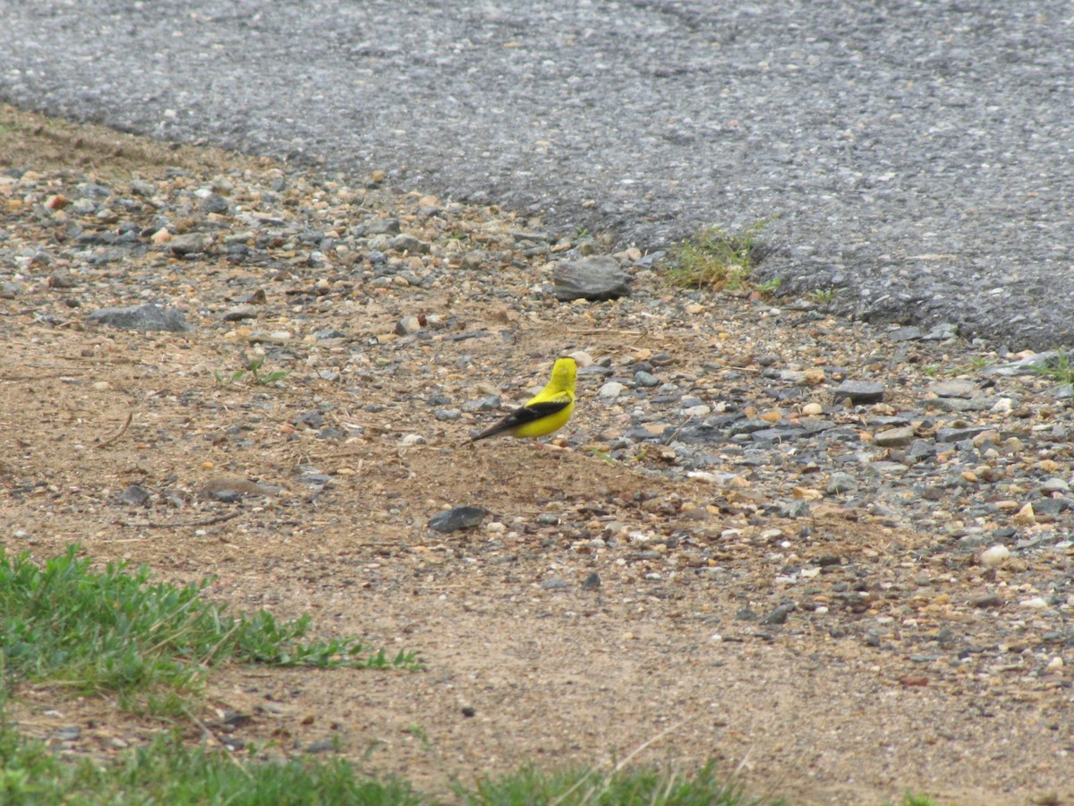 gulstillits - ML642073537