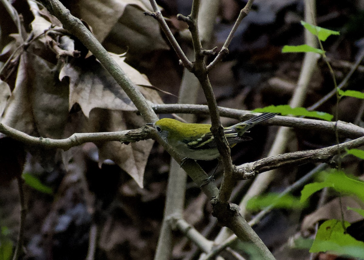 brunsideparula - ML642073564