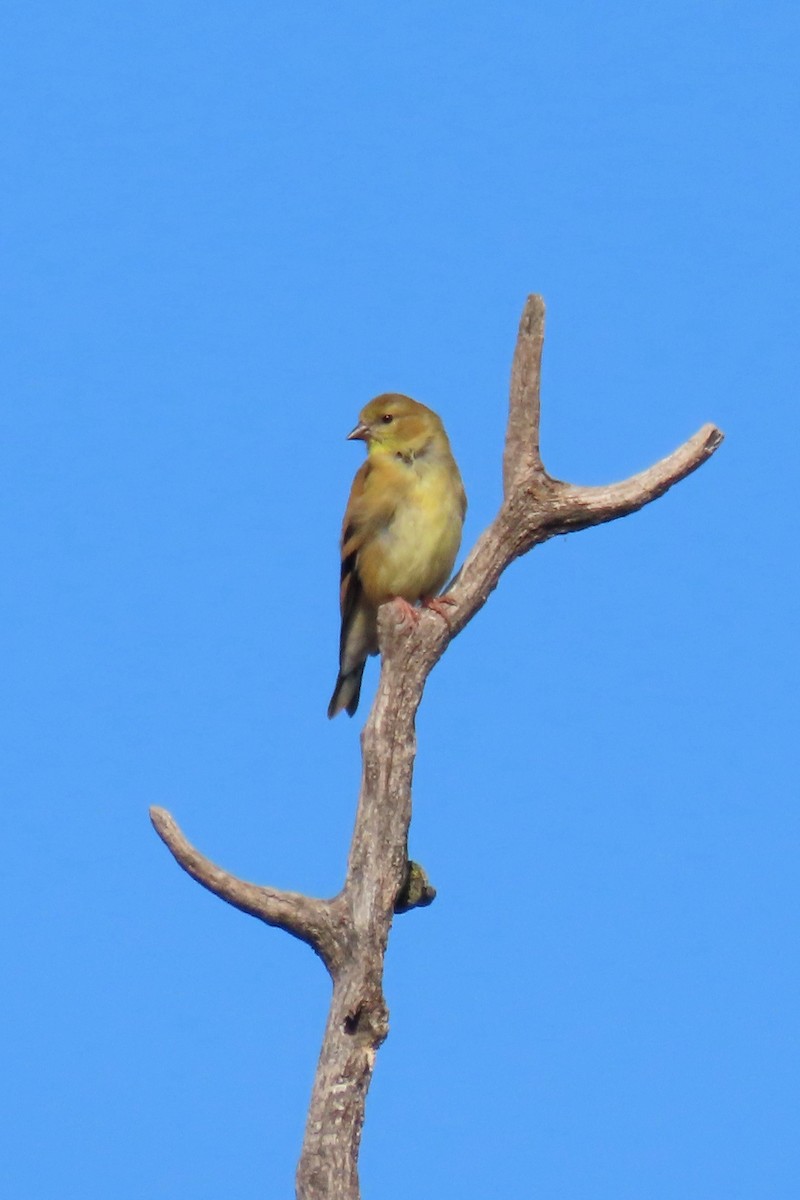 gulstillits - ML642073572