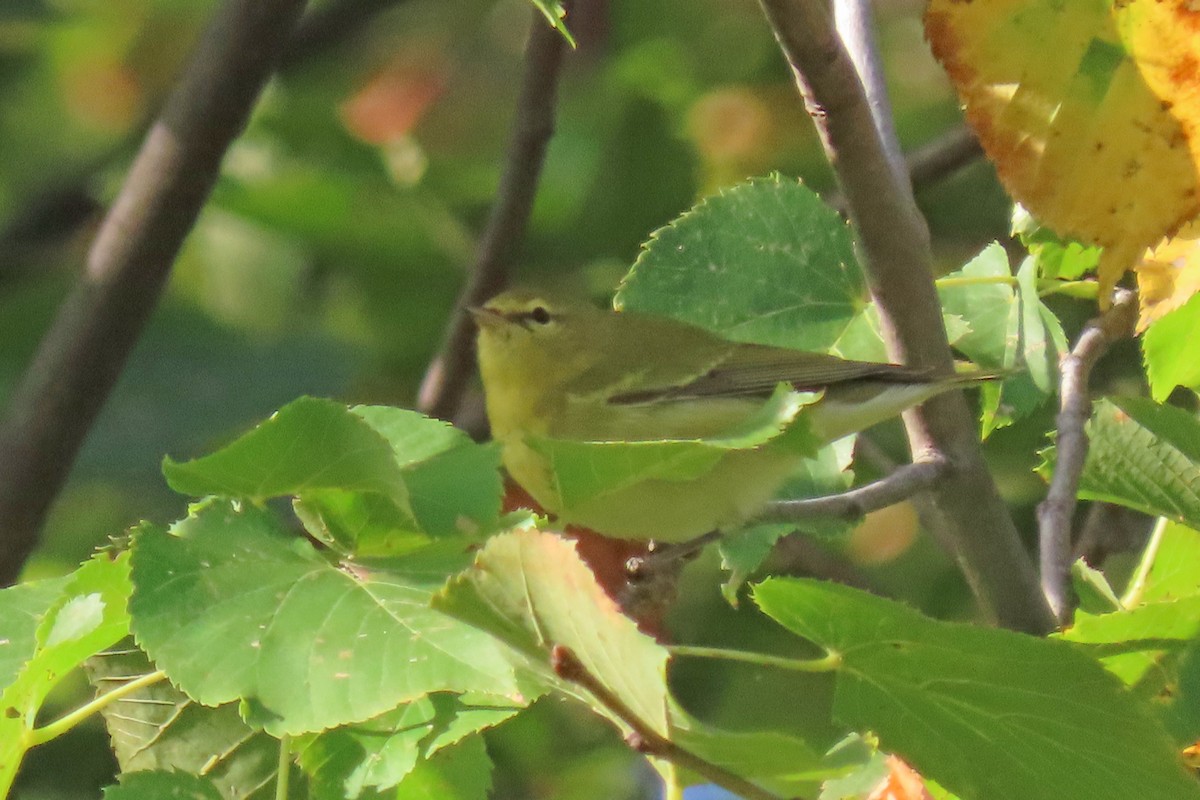 Tennessee Warbler - ML642073596