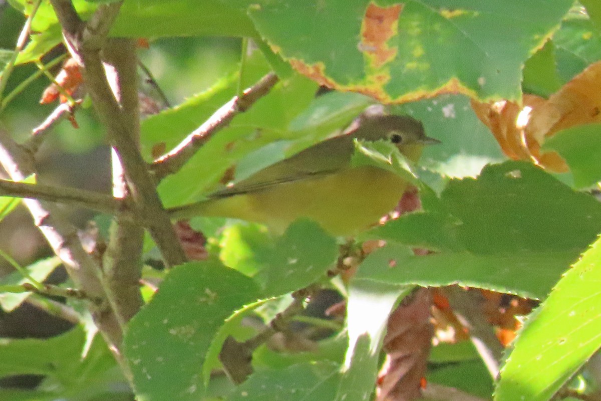 Nashville Warbler - ML642073602