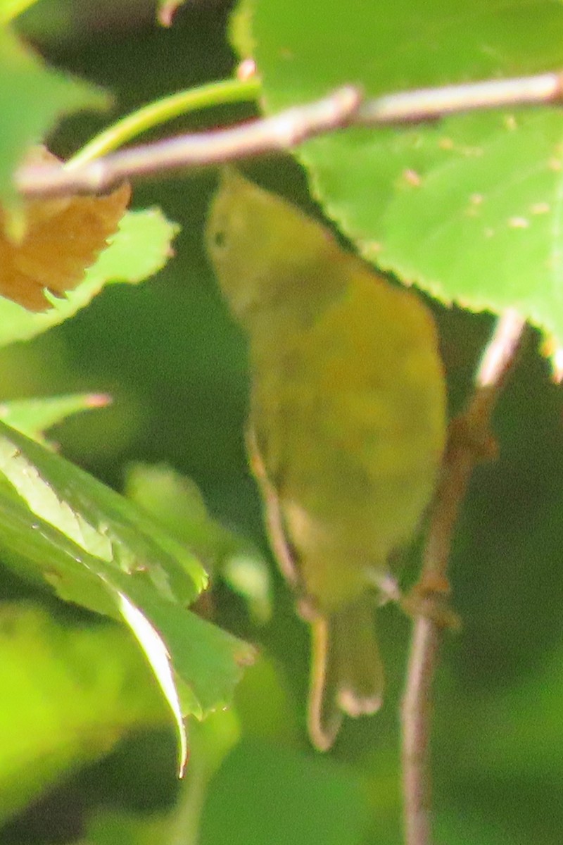 Nashville Warbler - ML642073610