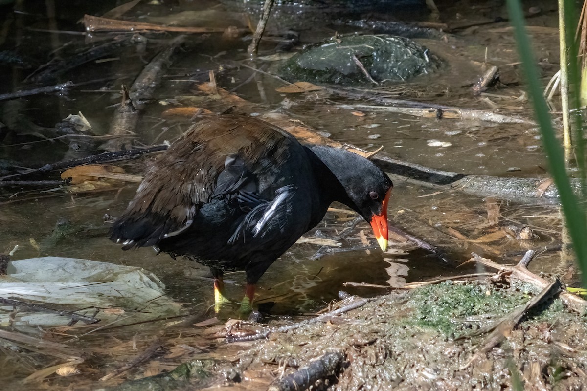 Common Gallinule - ML642073622