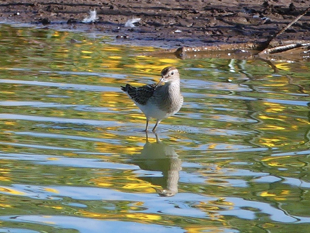 Pectoral Sandpiper - ML642073630