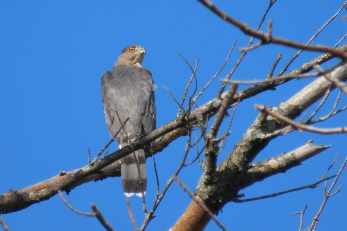 Cooper's Hawk - ML642073637