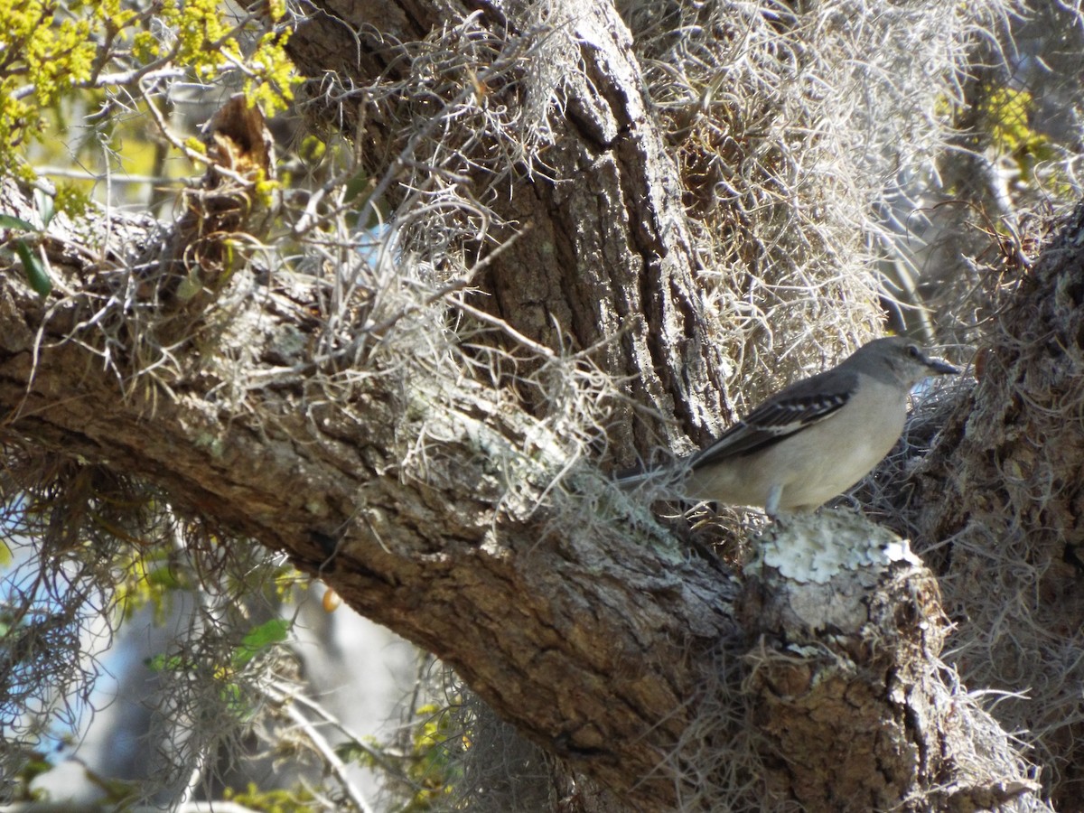 Northern Mockingbird - ML642073647