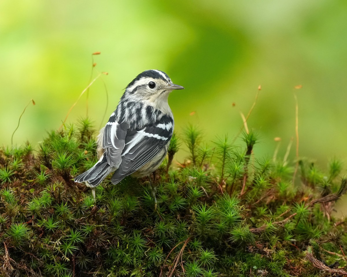 Black-and-white Warbler - ML642073676