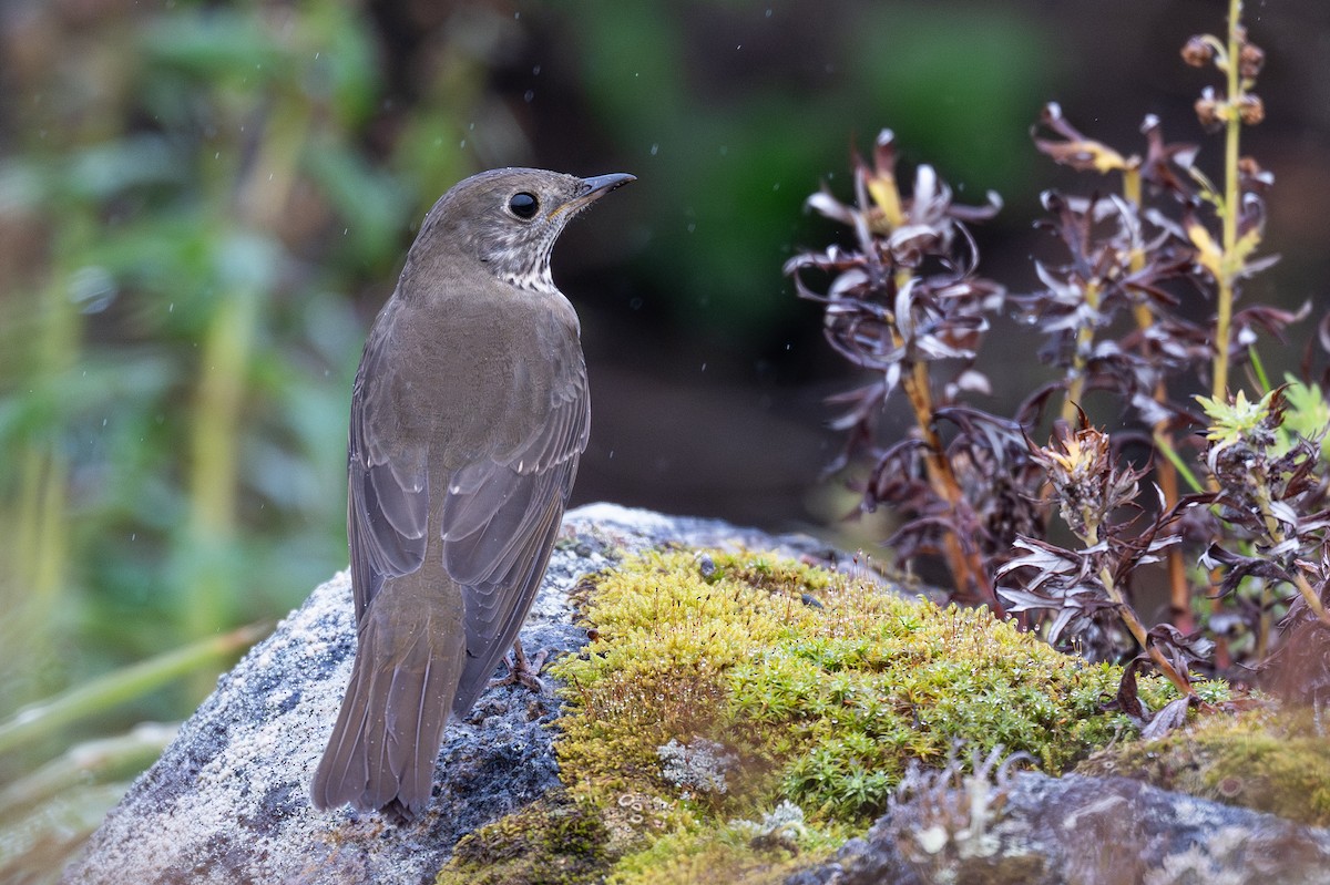 Gray-cheeked Thrush - ML642073688