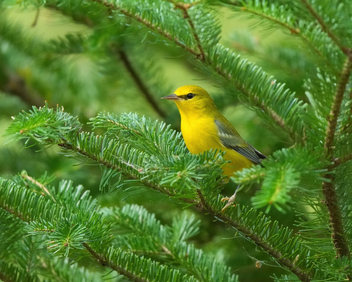 Blue-winged Warbler - ML642073689