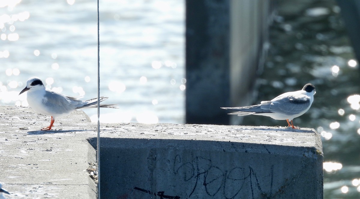 Common Tern - ML642073690