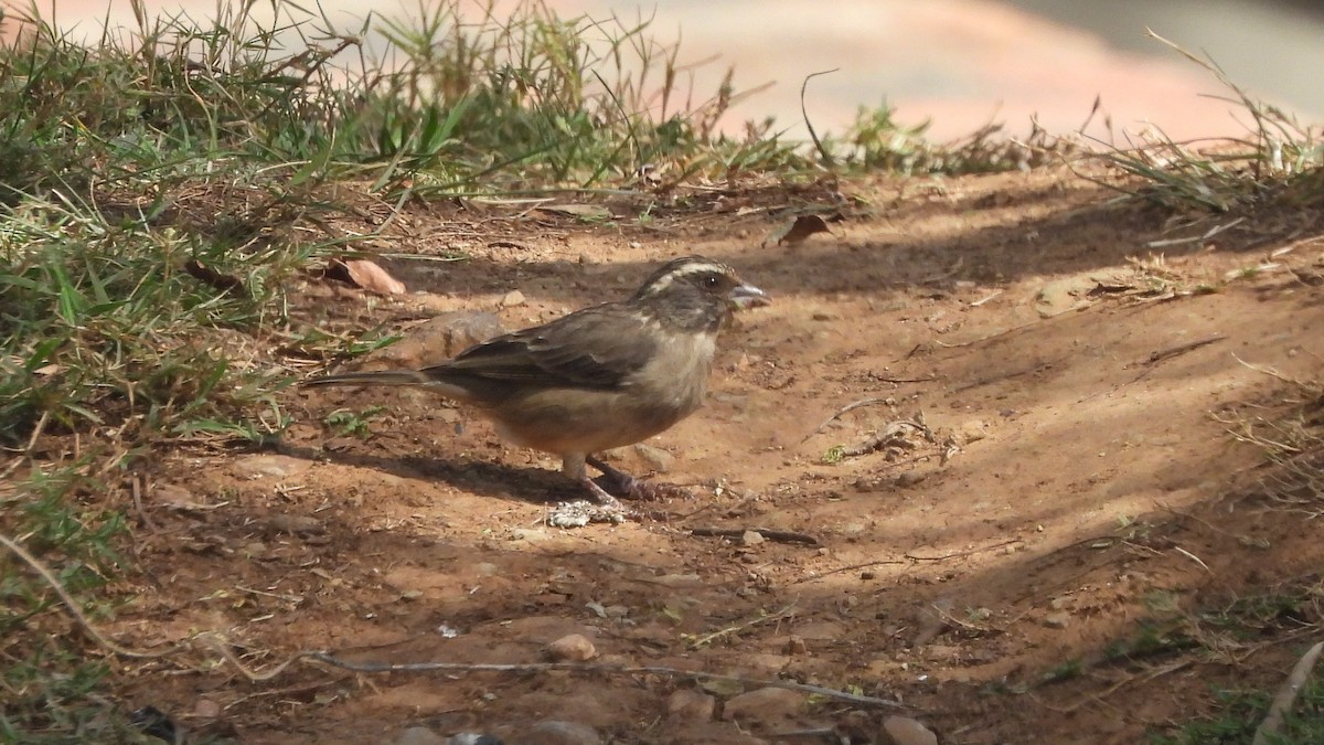 Streaky-headed Seedeater - ML642073694