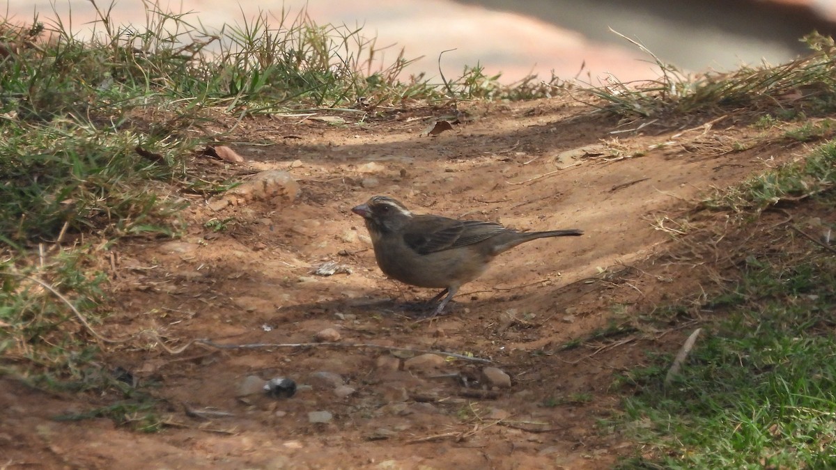 Streaky-headed Seedeater - ML642073695