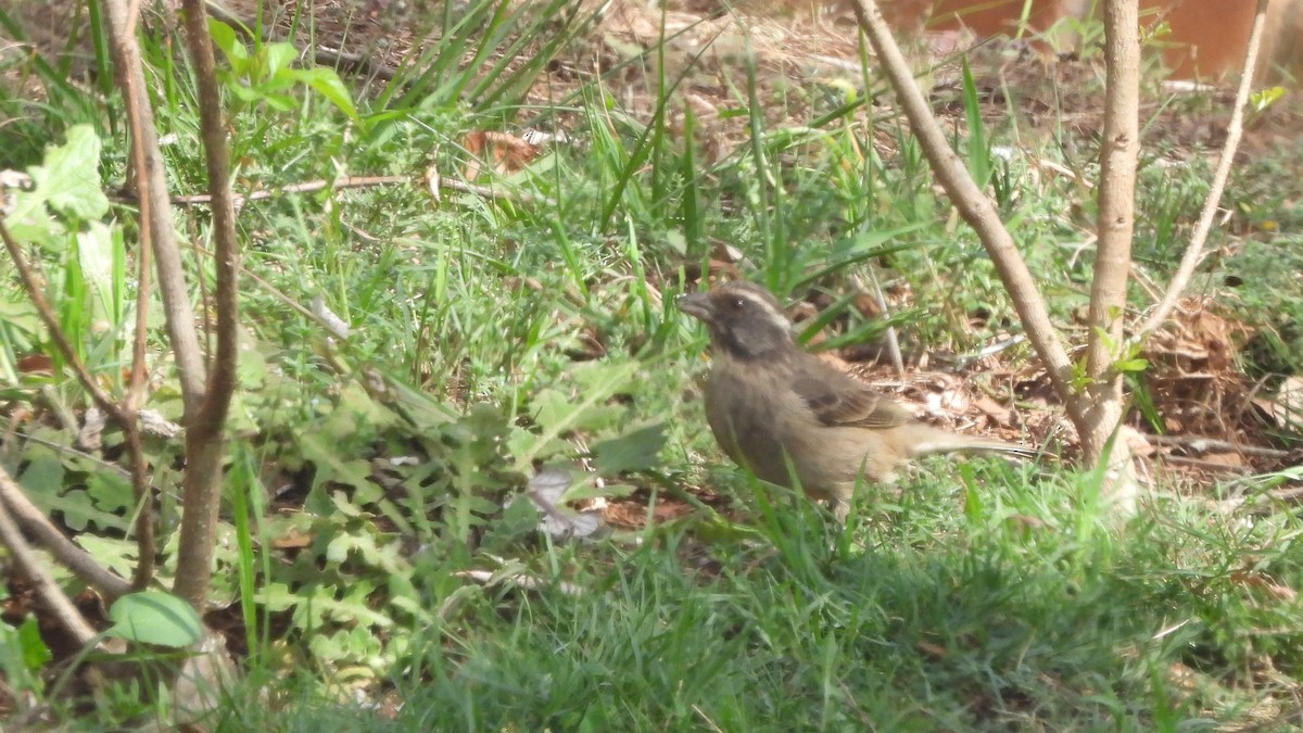 Streaky-headed Seedeater - ML642073696