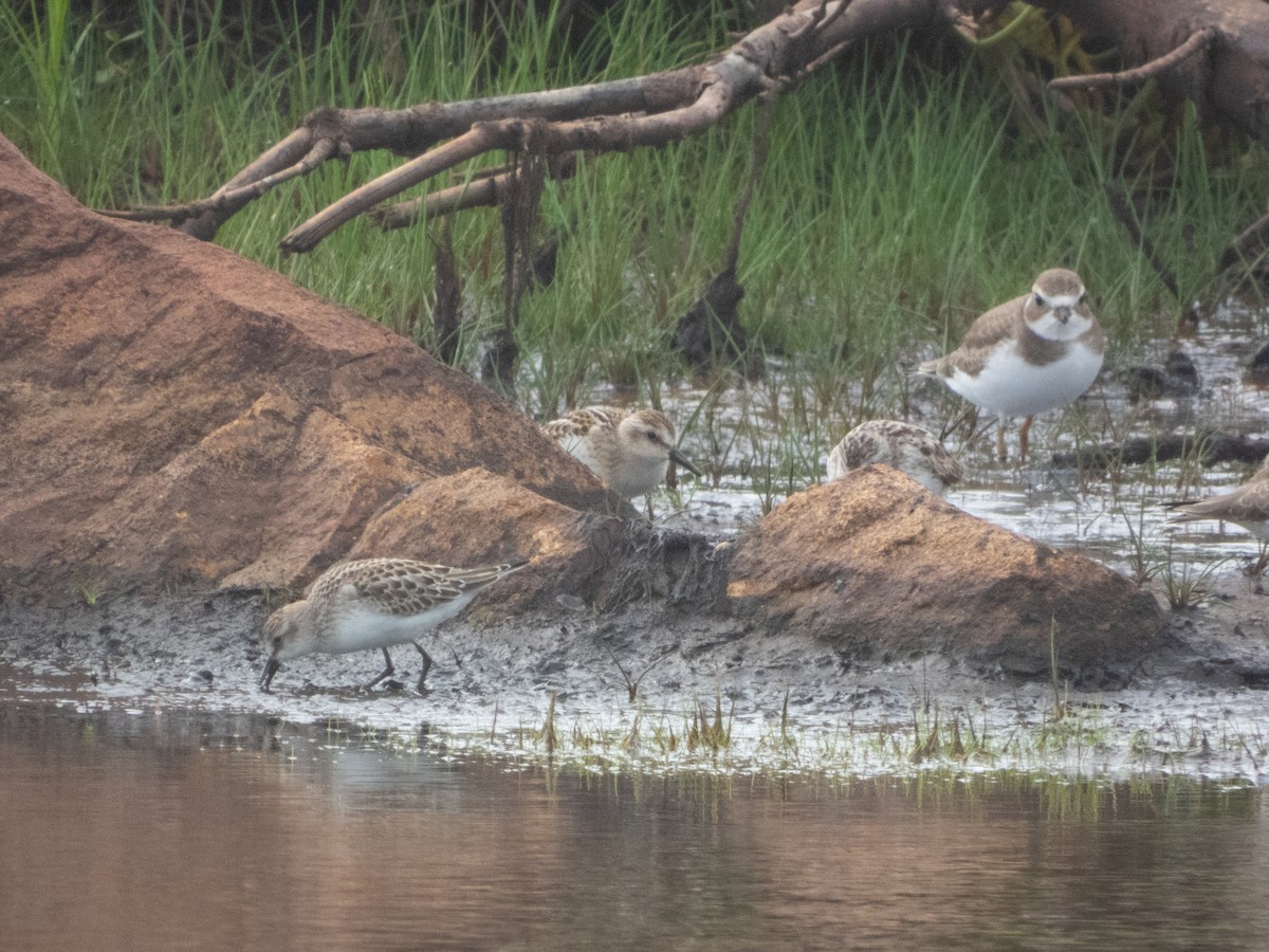 Semipalmated Sandpiper - ML642073697