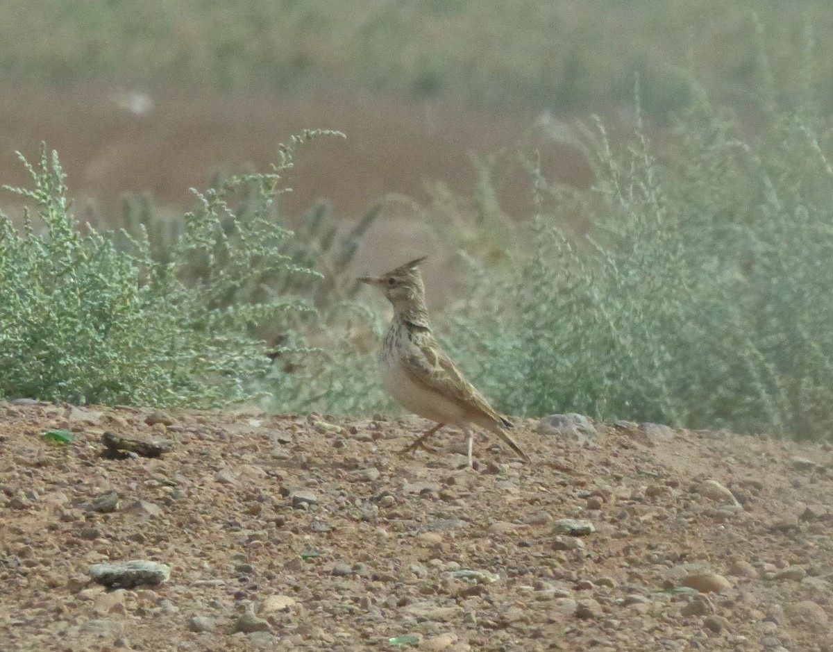 Crested Lark (Maghreb) - ML642073699