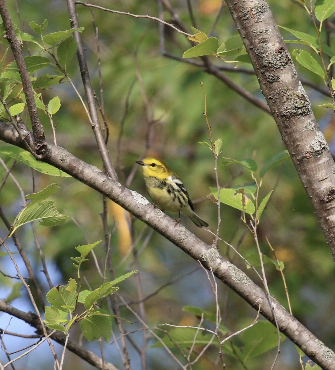 Black-throated Green Warbler - ML642073700