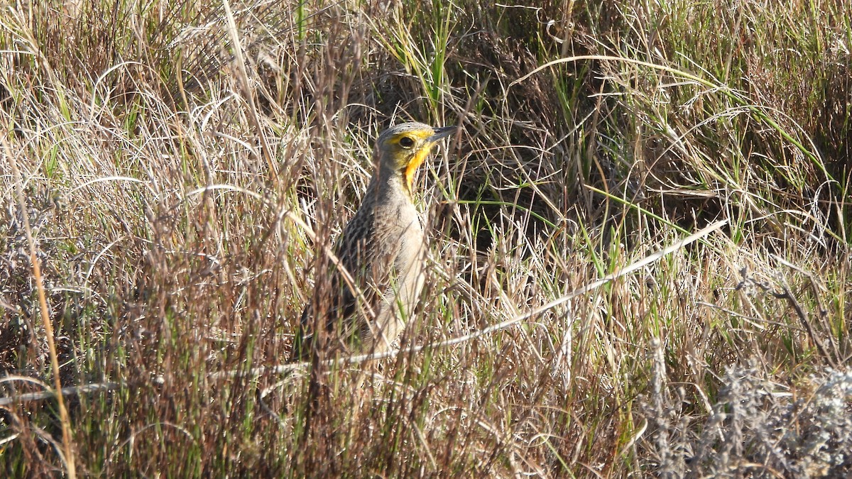 Orange-throated Longclaw - ML642073714