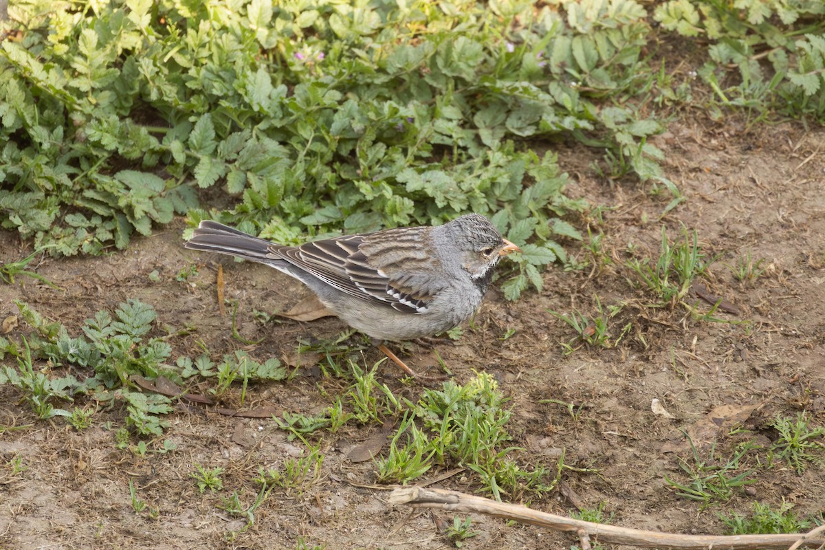 Вівсянчик великий - ML642073728