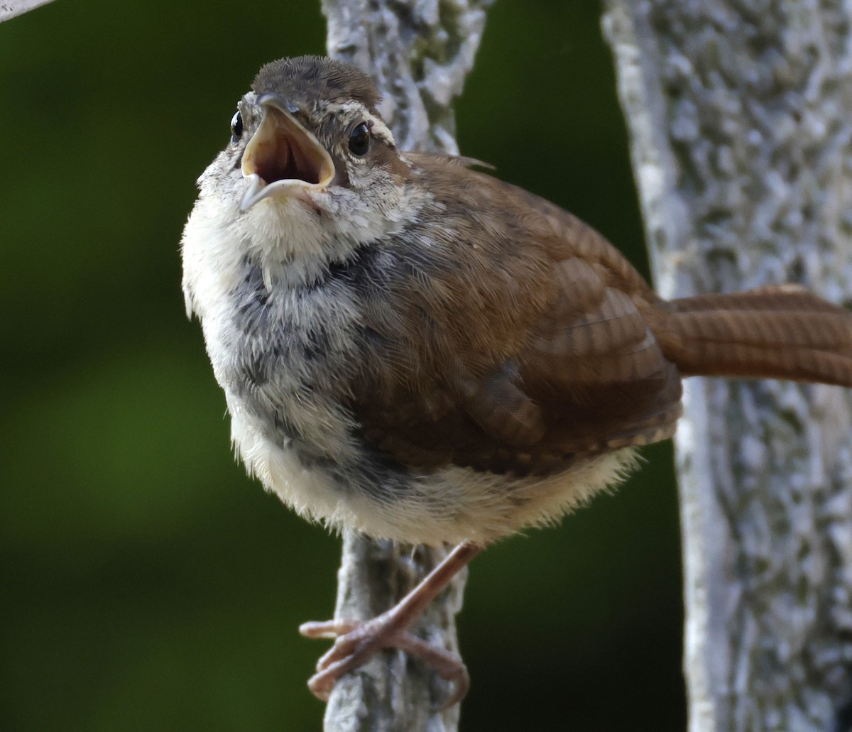 Carolina Wren - ML642073731