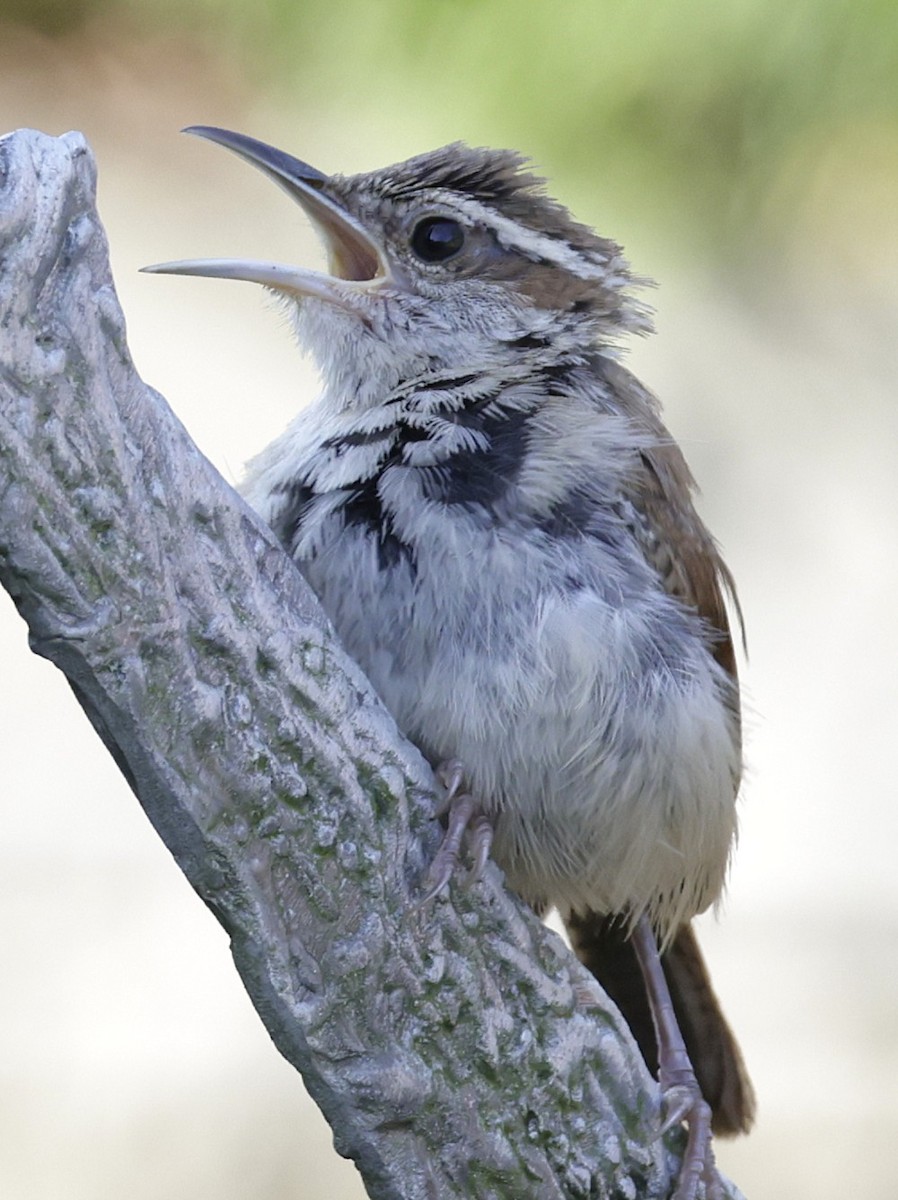 Carolina Wren - ML642073732