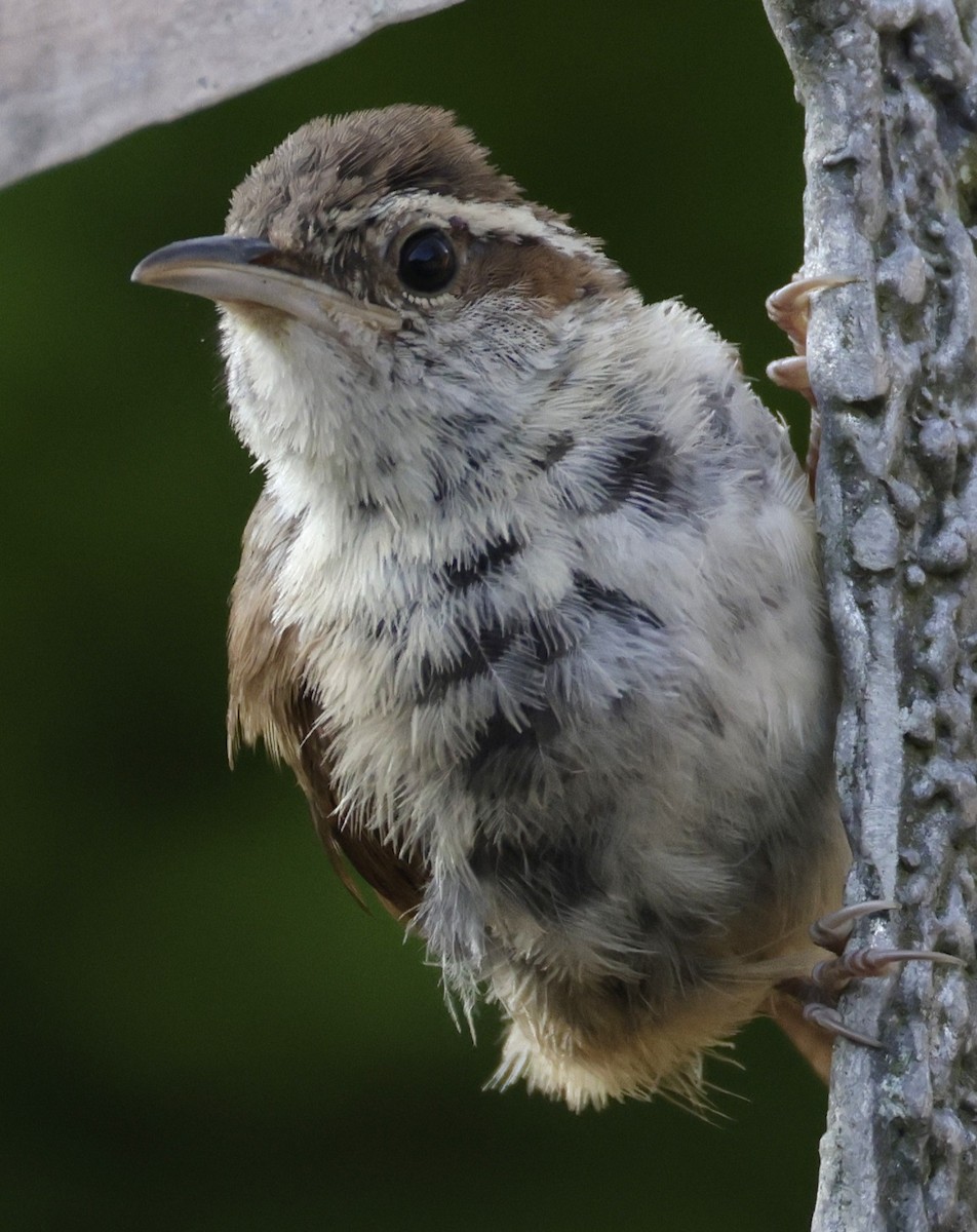 Carolina Wren - ML642073733