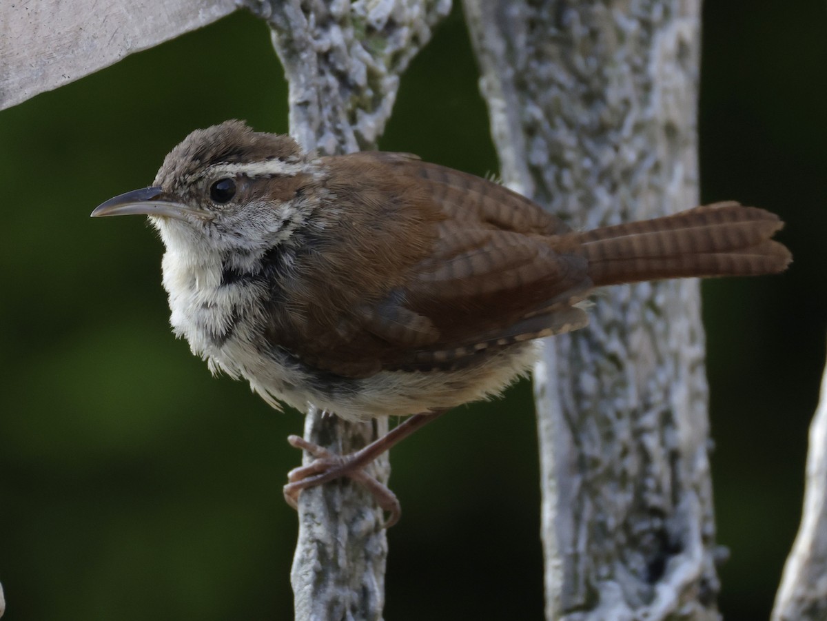 Carolina Wren - ML642073734