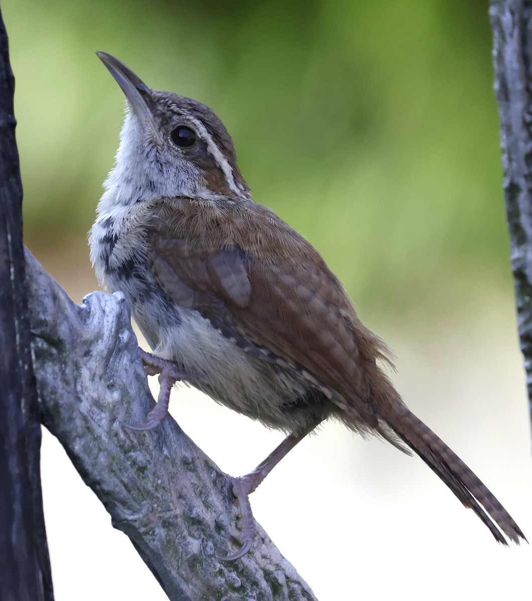 Carolina Wren - ML642073735